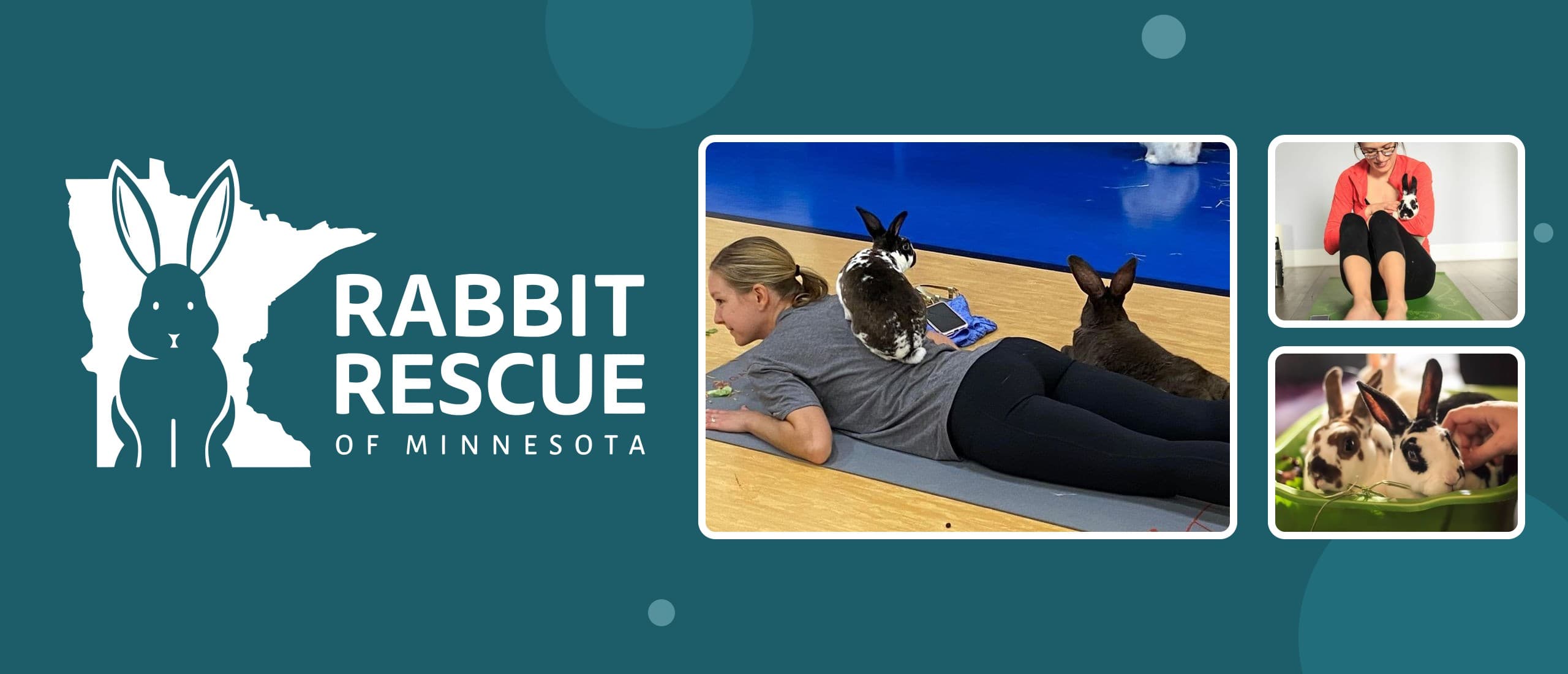 Rabbit Rescue of Minnesota logo beside photos of volunteers doing bunny yoga with rescue rabbits and two rescue rabbits
